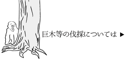 巨木等の伐採については